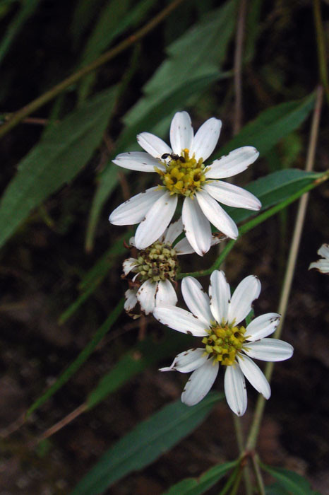 ナガバシロヨメナ　　この花は終わりかけているが、ツボミも多かった