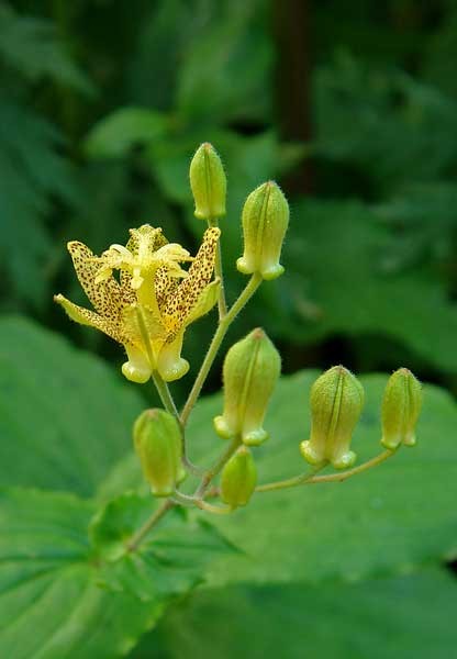 タマガワホトトギス - 野山に自然に咲く花のページ