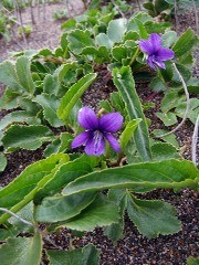 アナマスミレの花のページ