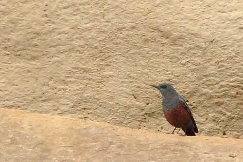 なんという野鳥かな？