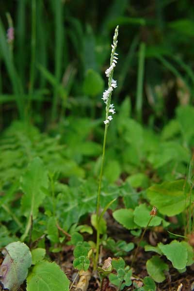 シロバナネジバナ(白花捻花)　ラン科 ネジバナ属　2007.08.19 群馬県　野反湖