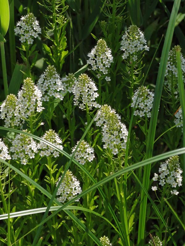 5月13日（日）　　逢いたかったお花みーいつけた