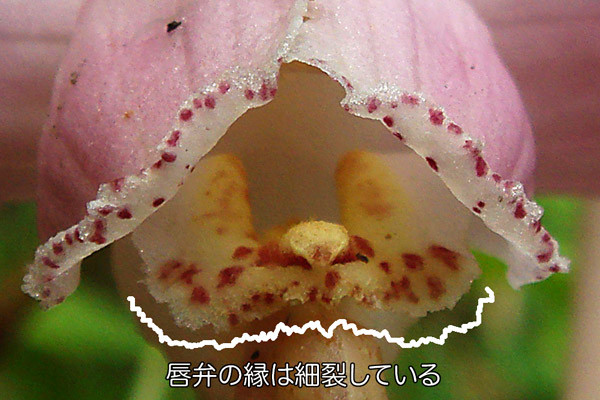 ショウキラン