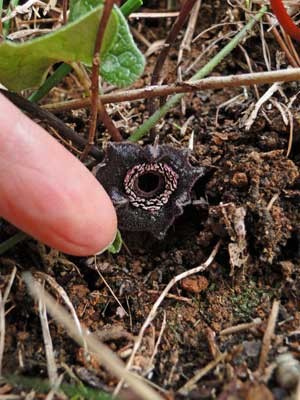 シモダカンアオイ - 野山に自然に咲く花のページ