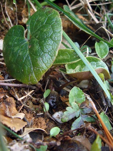 シモダカンアオイ - 野山に自然に咲く花のページ