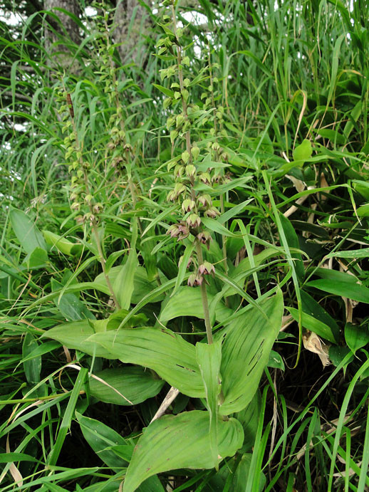 エゾスズラン - 野山に自然に咲く花のページ