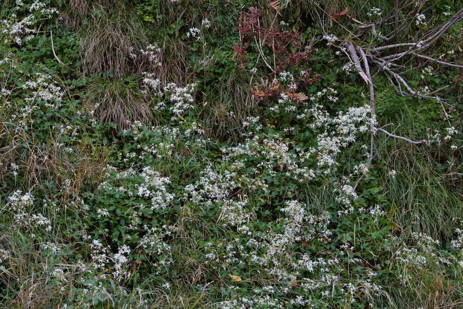 ナメラダイモンジソウ 野山に自然に咲く花のページ ナメラダイモンジソウ 野山に自然に咲く花のページ