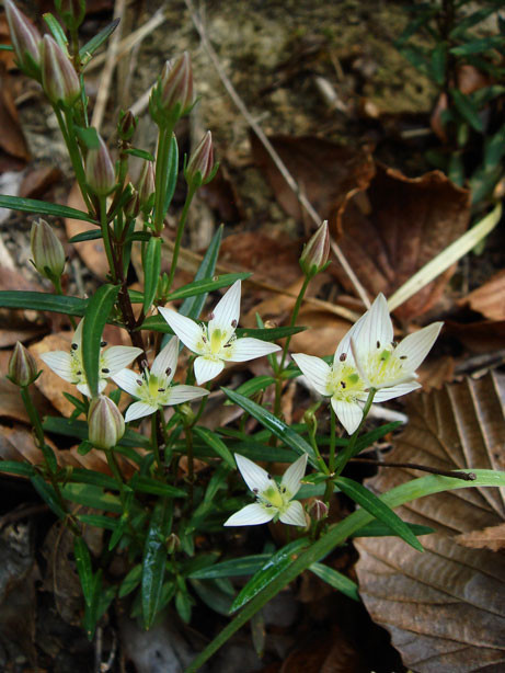 センブリ - 野山に自然に咲く花のページ センブリ - 野山に自然に咲く花のページ