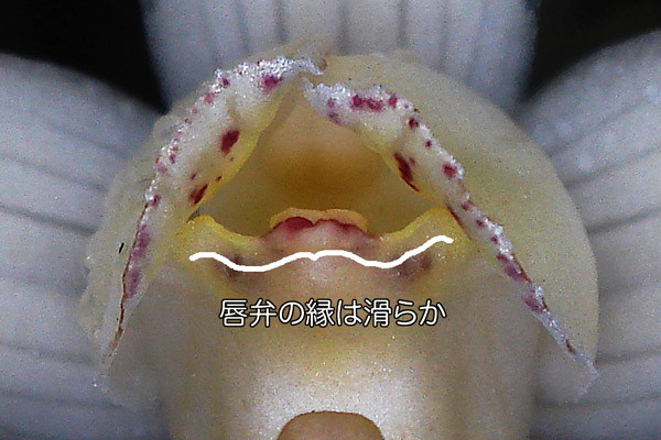 シナノショウキラン