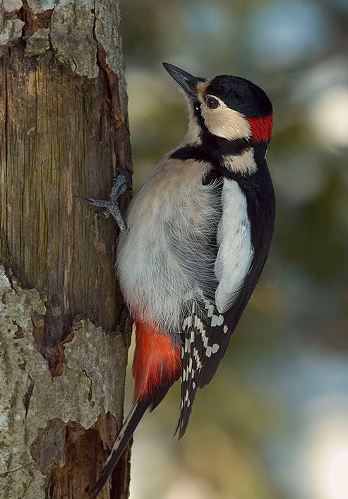 Problematik Glas Provogel Vogelschutz Im Siedlungsraum