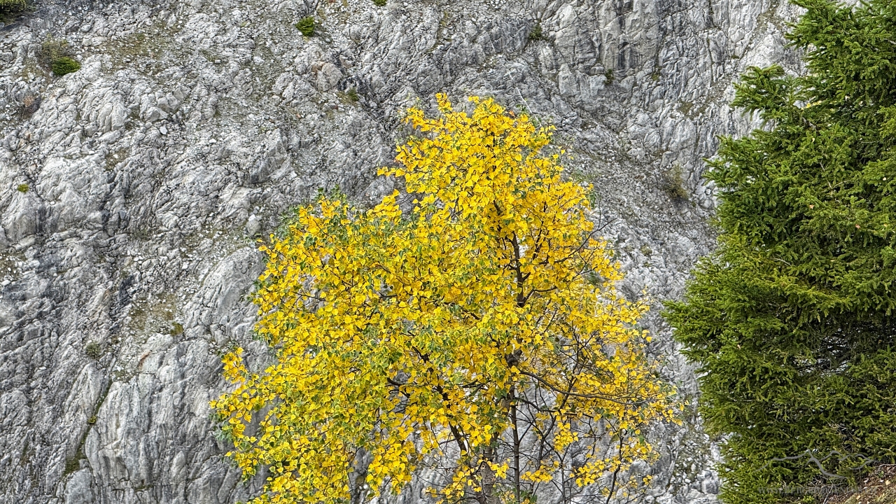 Herbsthauch