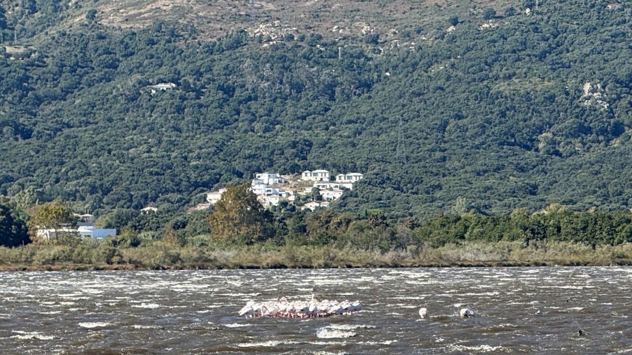 Flamingos!