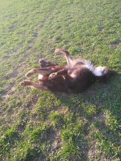 Yoga für Hunde :-)