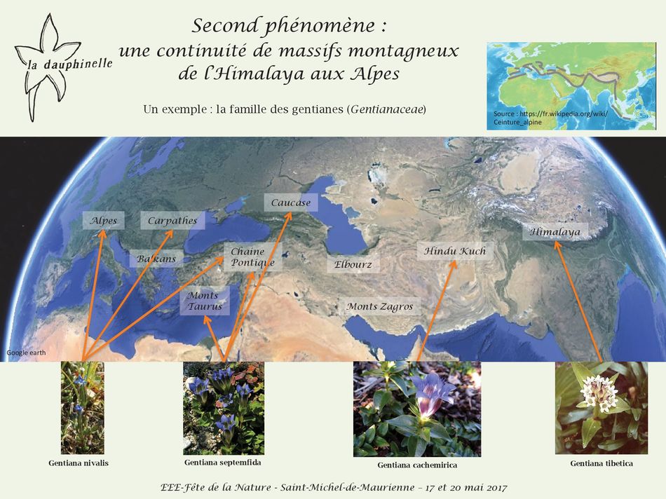 L’origine des espèces exotiques envahissantes, La Dauphinelle continuité des massifs montagneux