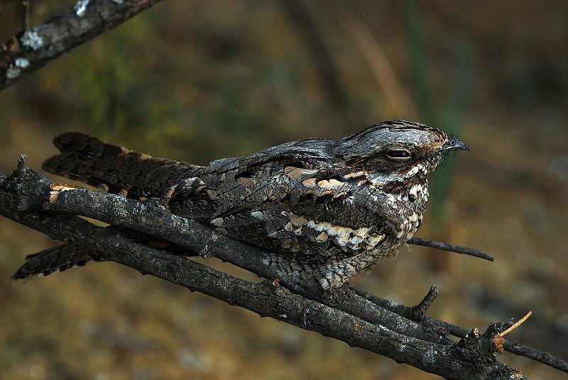 Engoulevent d’Europe Caprimulgus europaeus