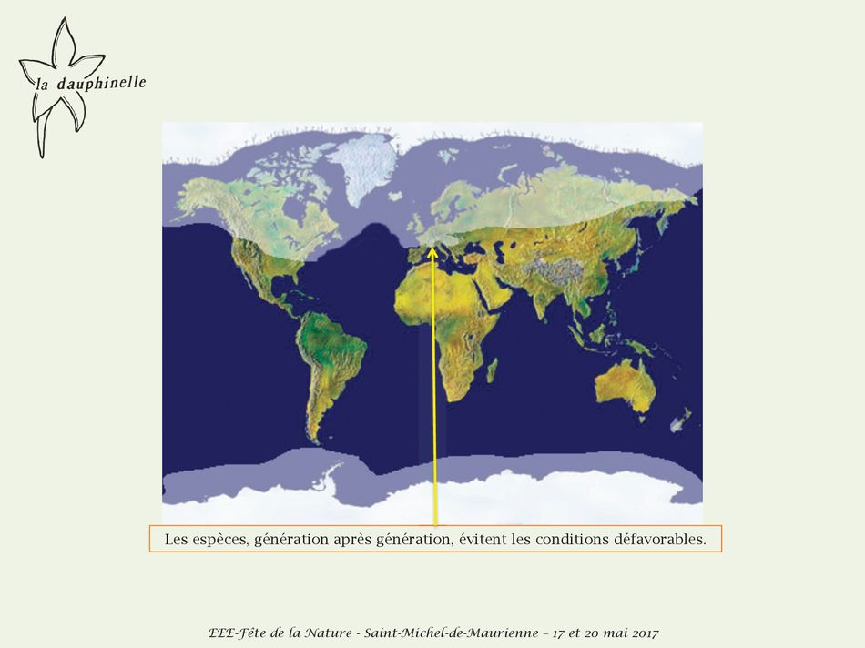 L’origine des espèces exotiques envahissantes, La Dauphinelle la glaciation