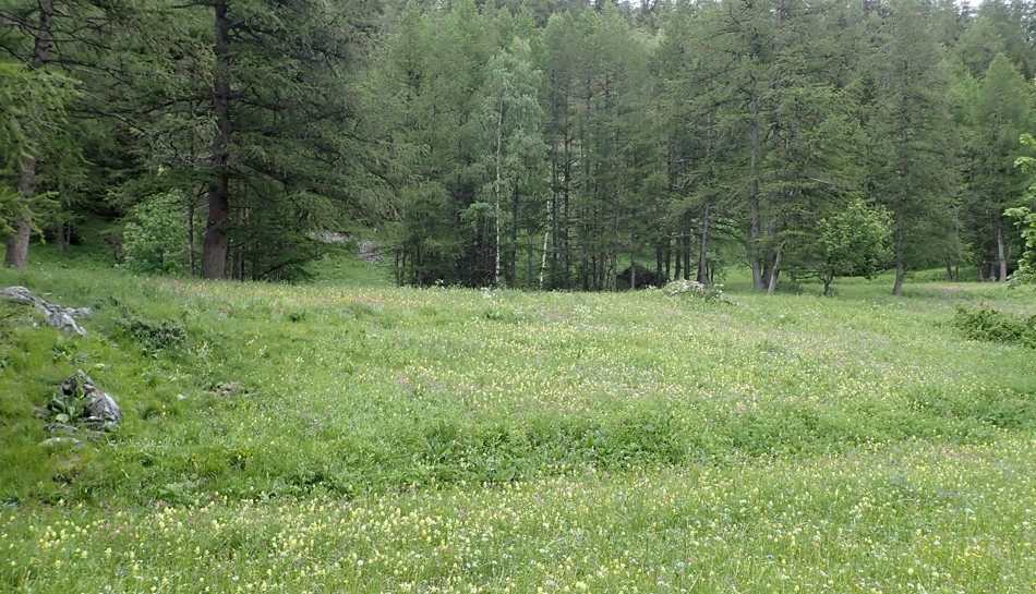 La beauté et la richesse biologique des prairies montagnardes non engraissées.