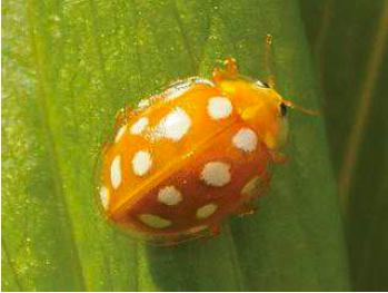 Coccinelles de Maurienne-Bilan 2019