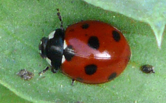 Mais, si il y a beaucoup de pucerons... Il y a abondance de nourriture pour un de leur prédateur, la coccinelle à 7 points !