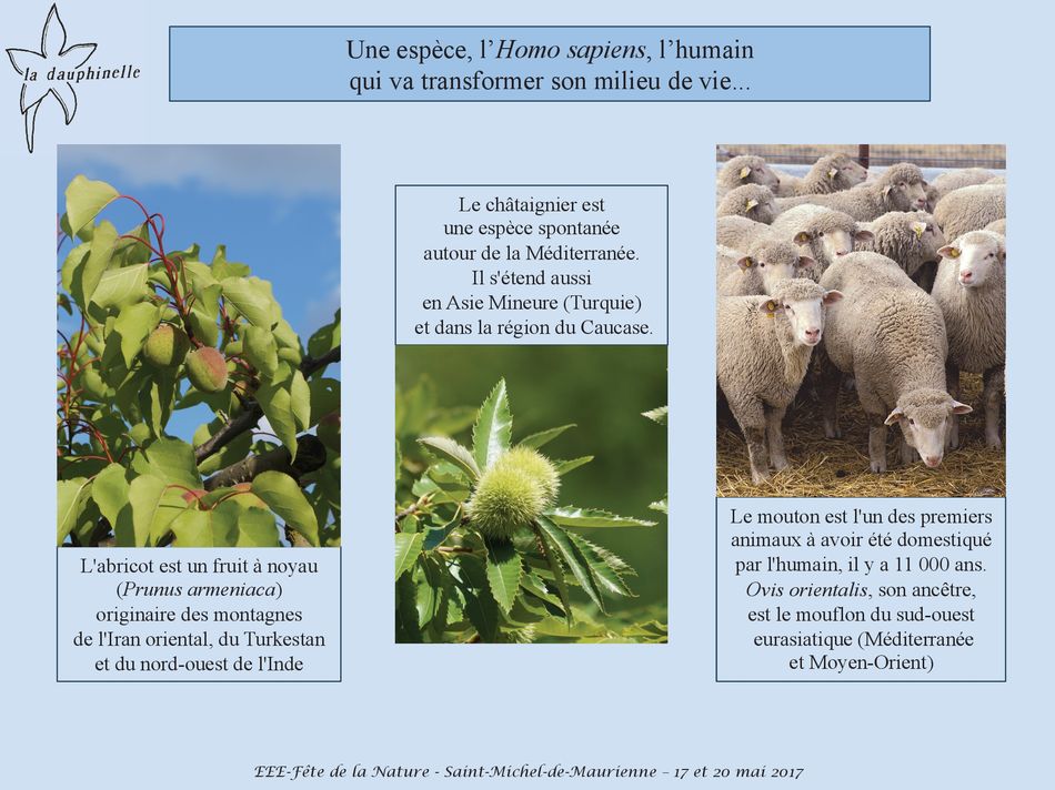 L’origine des espèces exotiques envahissantes, La Dauphinelle l'humain