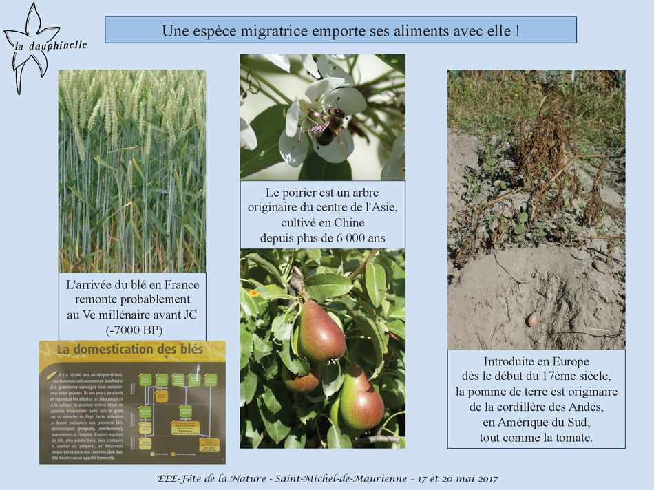 L’origine des espèces exotiques envahissantes, La Dauphinelle l'humain