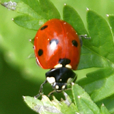 Coccinelle 7-punctata