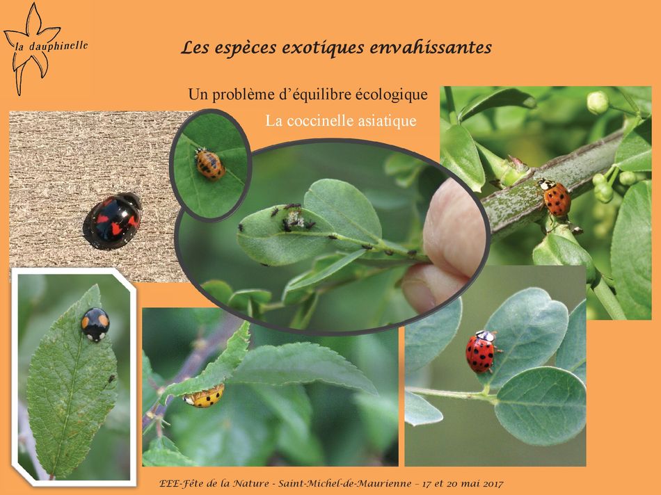 L’origine des espèces exotiques envahissantes, La Dauphinelle deséquilibre écologique