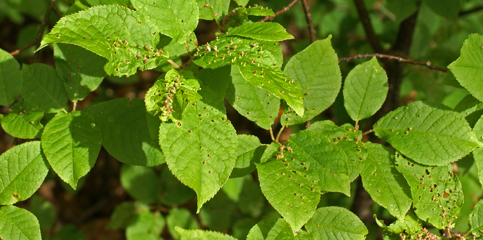 Ensemble de galles sur les feuilles d'un cerisier à grappes (Prunus padus).