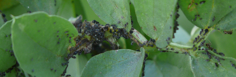 Les pucerons sont des insectes de l'ordre des hémiptères. Ils vivent en colonies et sont favorisés par leurs éleveurs, les fourmis.