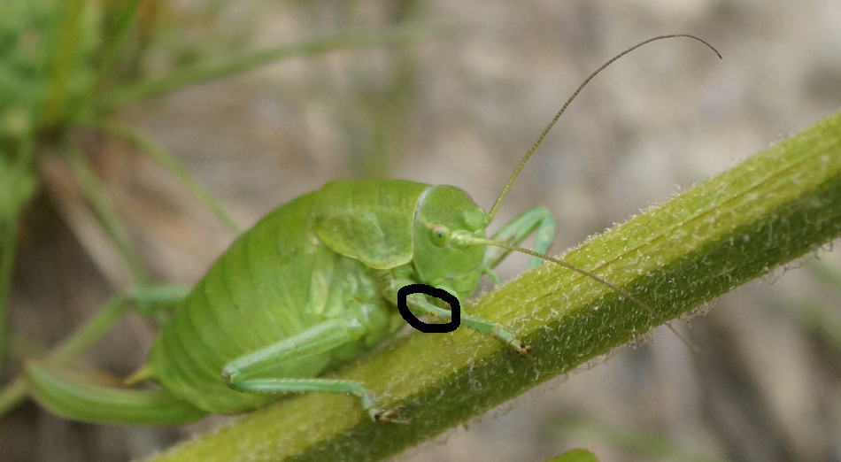 Et, comme c'est une sauterelle (sous-ordre Ensifera), son tympan est... sur sa patte avant (entouré de noir) !