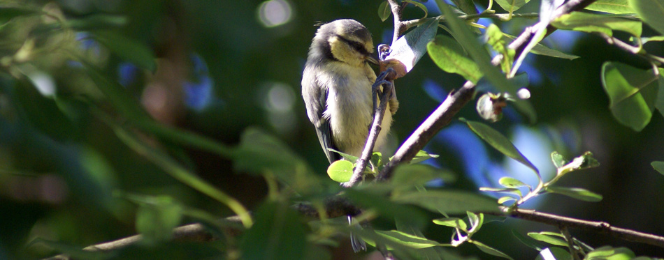 Jeune mésange bleue