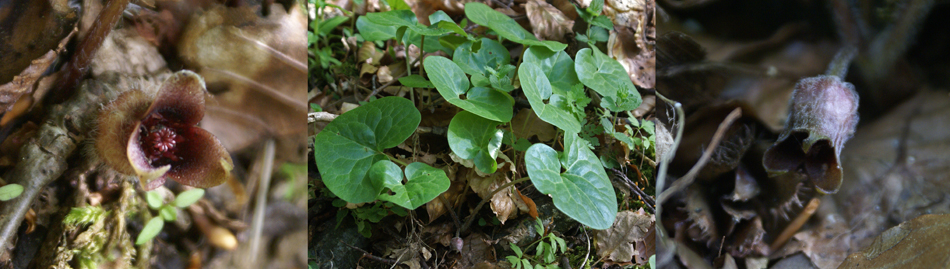 L'asaret d'Europe (Asarum europaeum L. - Aristolochiaceae) : plante fleurie au centre, fleurs à droite et à gauche.