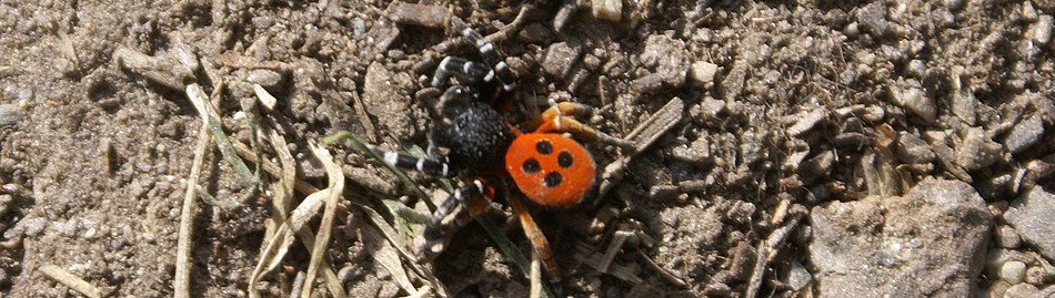 Araignée mâle adulte.