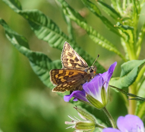 Papillons Hesperidae