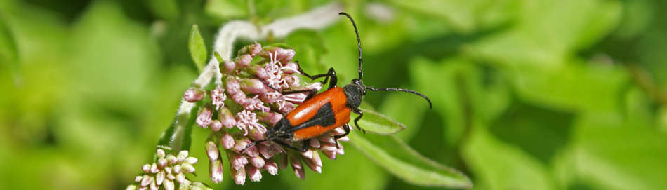 Lepture en cœur (Stictoleptura cordigera)