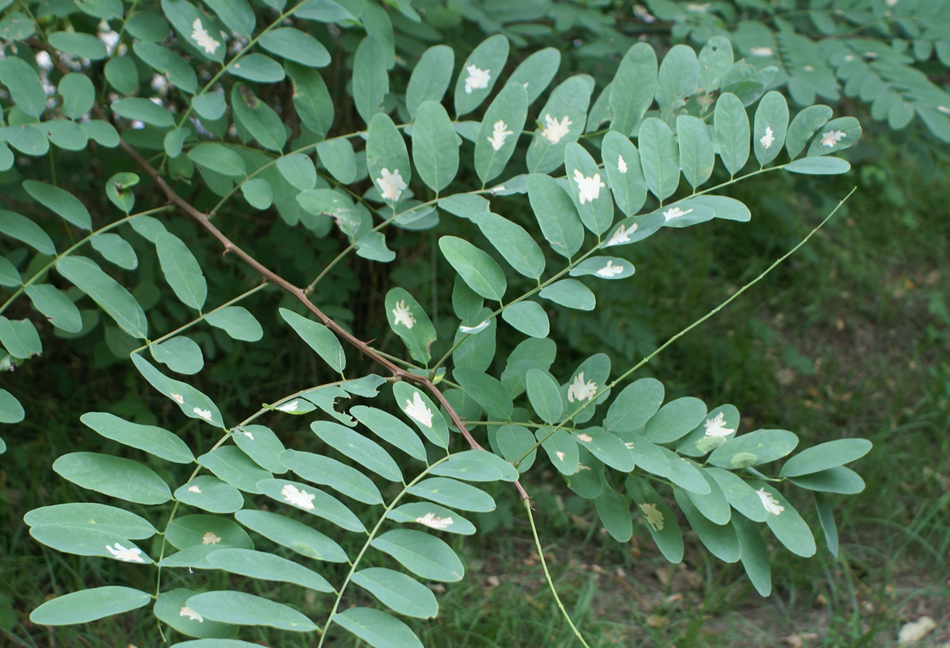 Robinier faux acacia  Robinia pseudoacacia, feuilles composées de 3 à 10 paires de folioles et terminées par une foliole unique