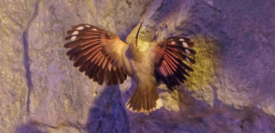 Le tichodrome échelette au Museum d'histoire naturelle de Genève