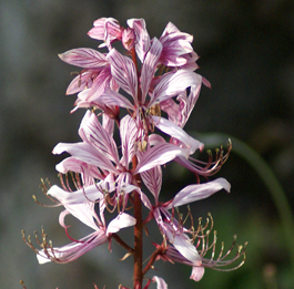 Fleurs