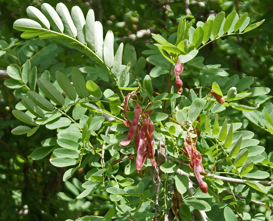 Robinier faux acacia  Robinia pseudoacacia