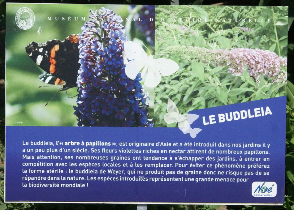 Au muséum national d’histoire naturelle de Paris, en 2010, l’association Noé Conservation prônait l’utilisation d’un buddleia stérile.