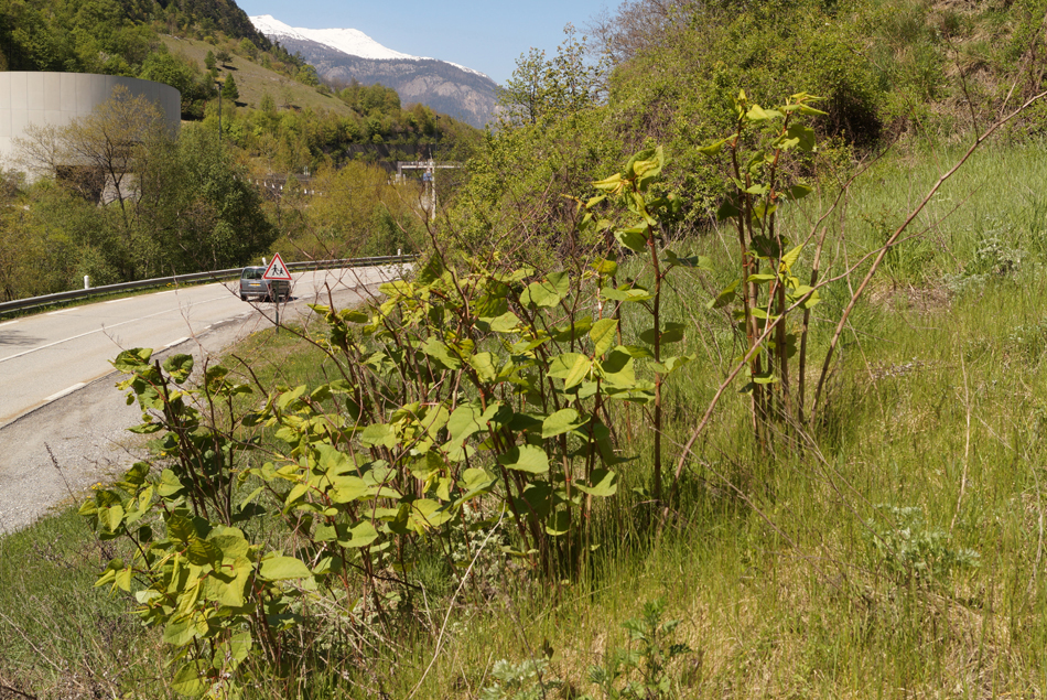 Orelle, en bordure de la RD 1006, les renouées asiatiques s'agrandissent année après année.... (voir photo suivante)