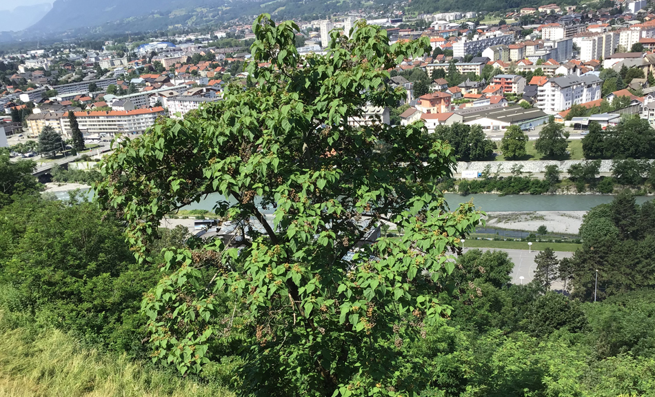 Arbre à croissance rapide (plusieurs mètres par an), ici au-dessus de Grenoble.