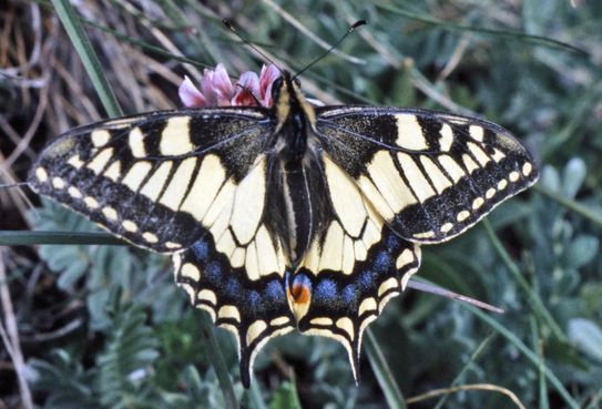 Le machaon Papilio machaon