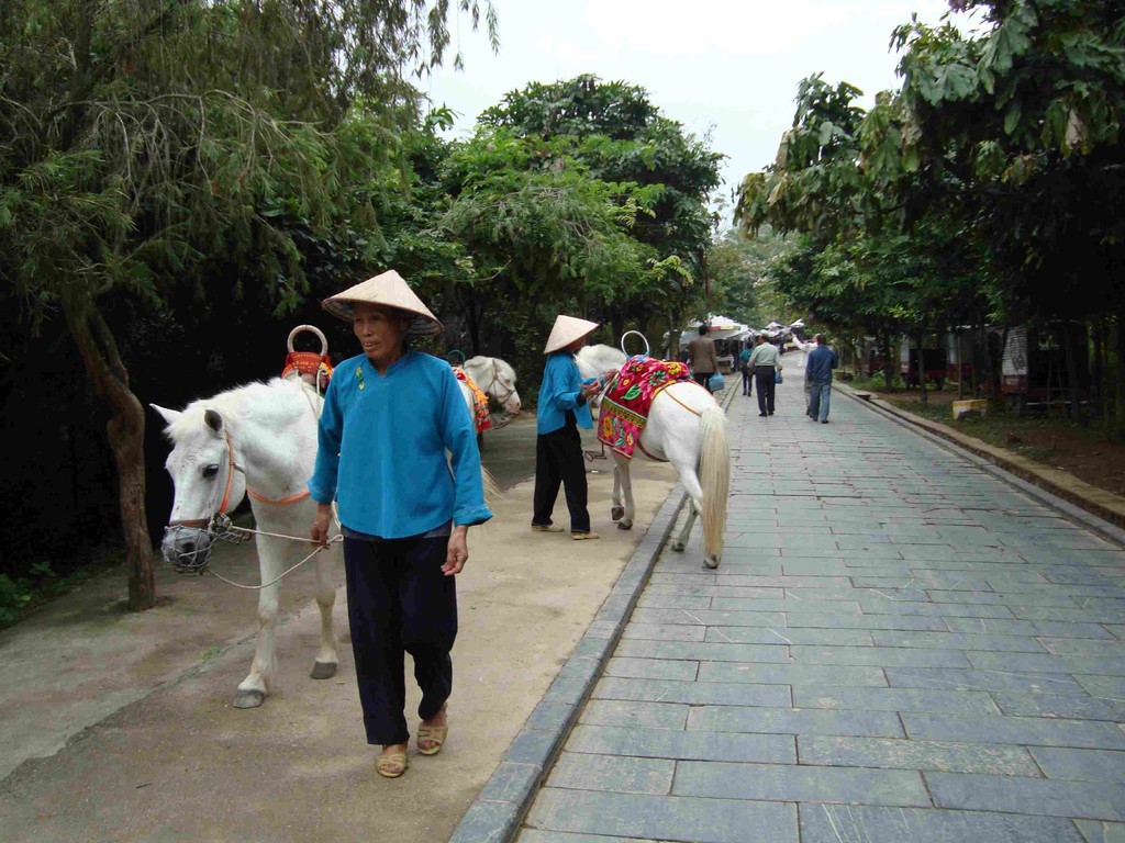 ja, man hätte auch vietnamesische Ponys reiten können