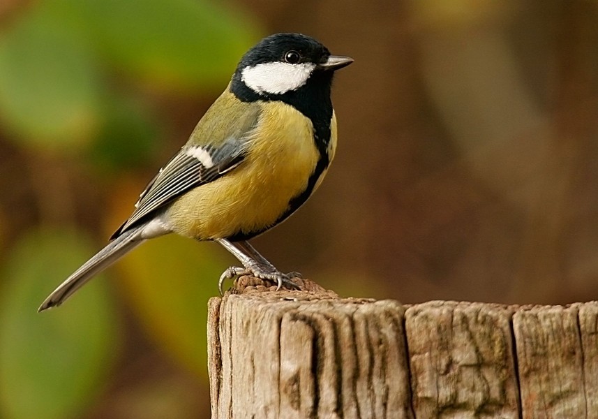 Photos d'oiseaux et de la faune de la région du Nord de la France — free download