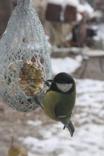 Mésange en train de se nourrir