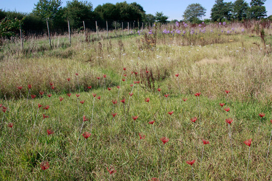 Expérience de Sculptillonnage - Coquelicots - Jardin des Merlettes - juin © Claude Pasquer