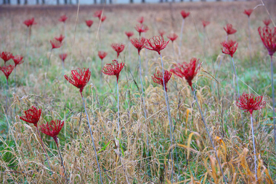 Les coquelicots