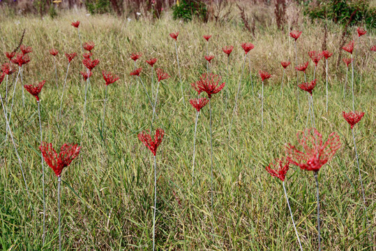 Expérience de Sculptillonnage - Coquelicots - Jardin des Merlettes - septembre © Claude Pasquer