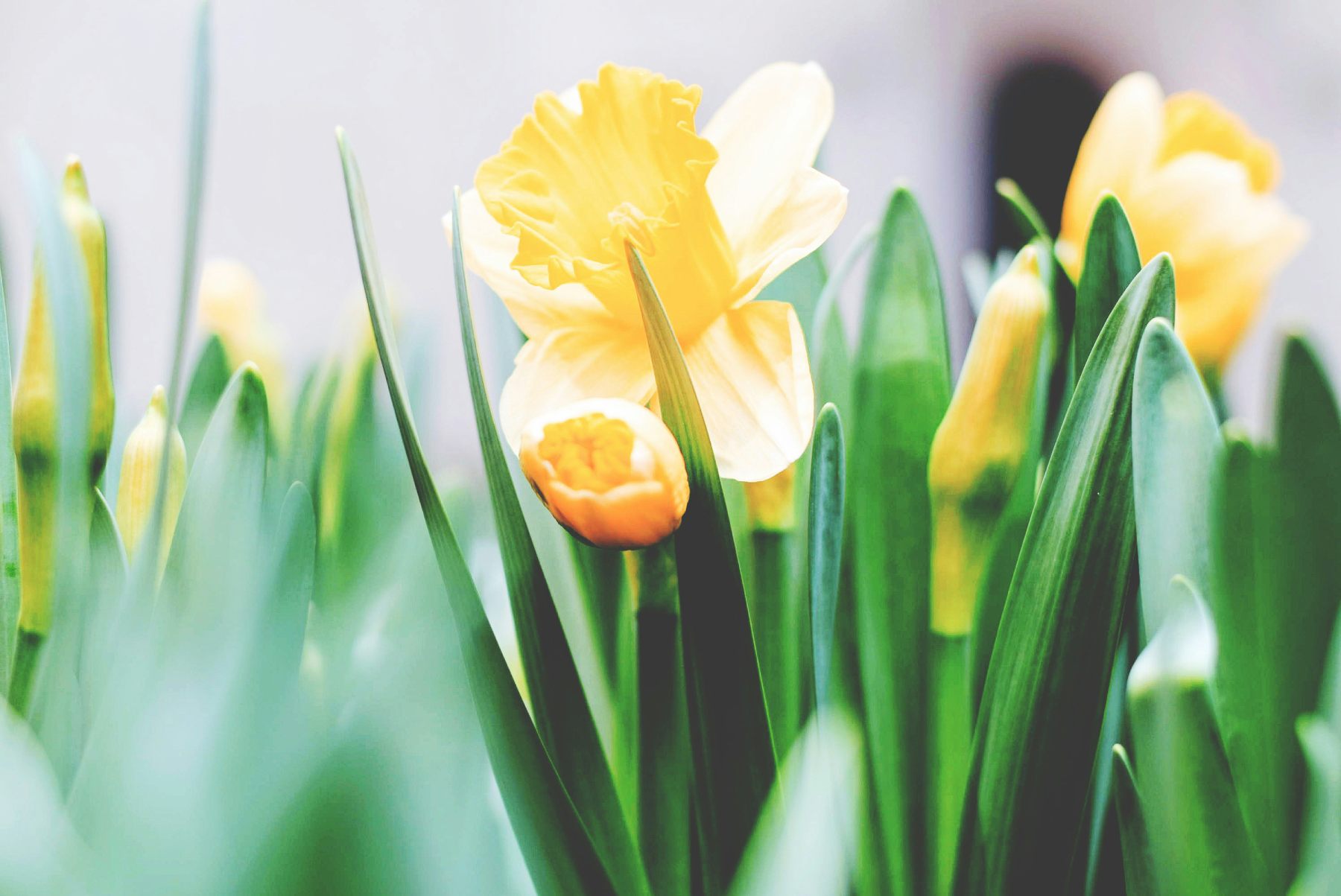 Menu di Pasqua e Pasquetta
